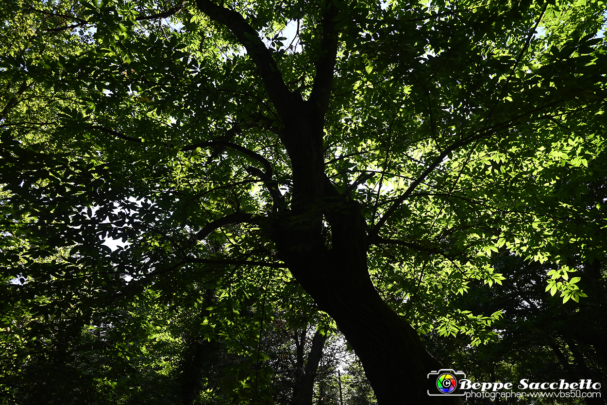 VBS_4783 - Il bosco fatato - Montaldo Roero.jpg